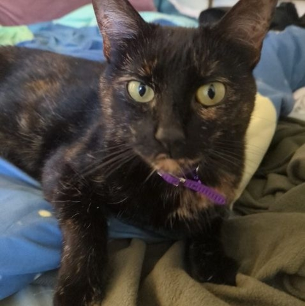 Meet your Posher, Laura